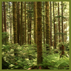 Pine Trees Icon